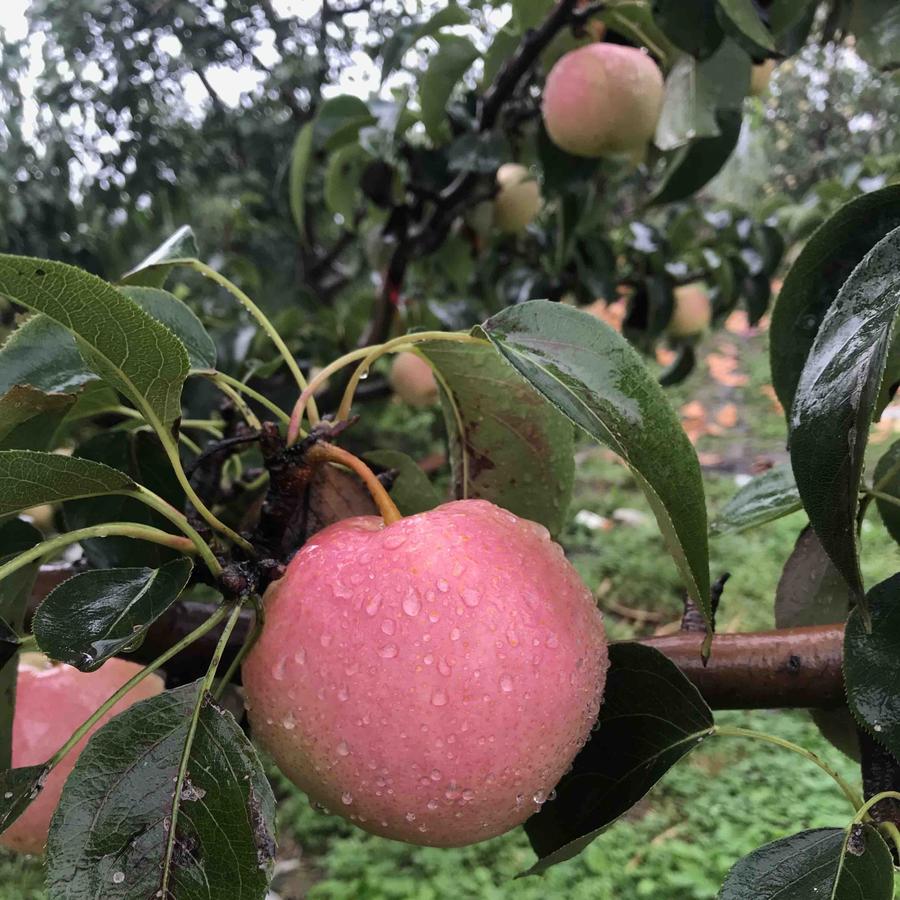 【京津冀包邮】佛见喜梨7斤装左右 约12个 酥脆香甜多汁,果肉细腻,酸