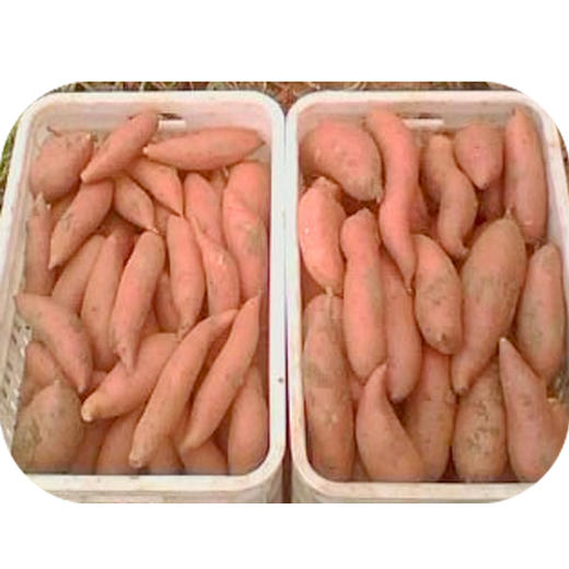 【1.8元2斤】红薯（1500485） 商品图0