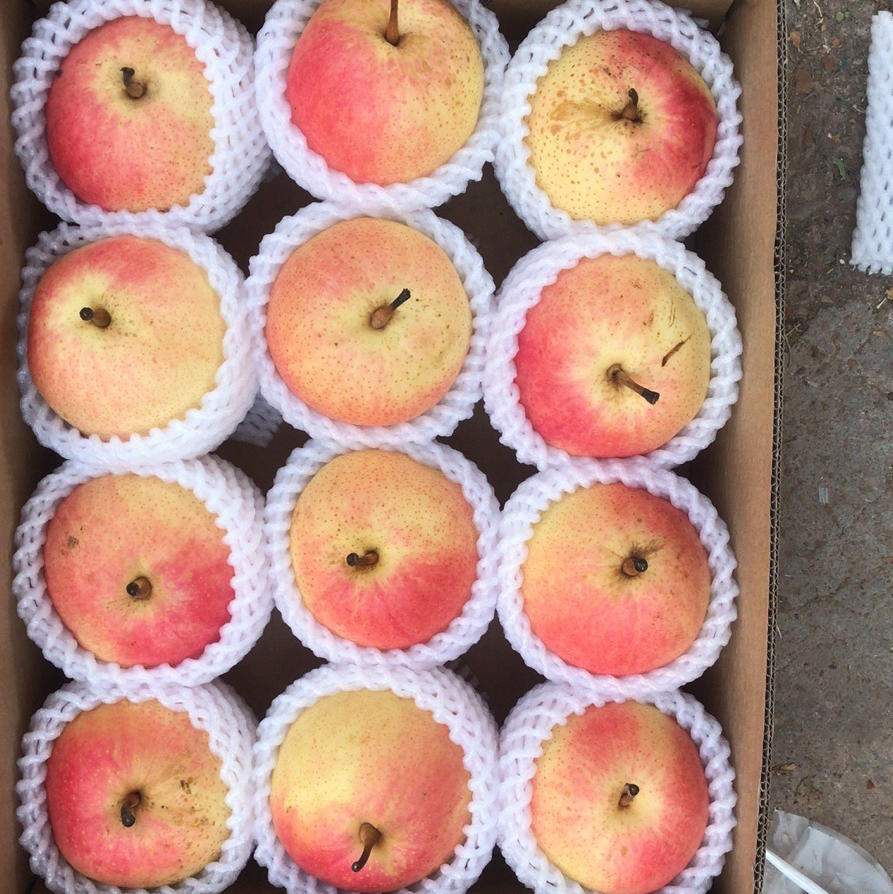 【京津冀包邮】佛见喜梨7斤装左右 约12个 酥脆香甜多汁,果肉细腻