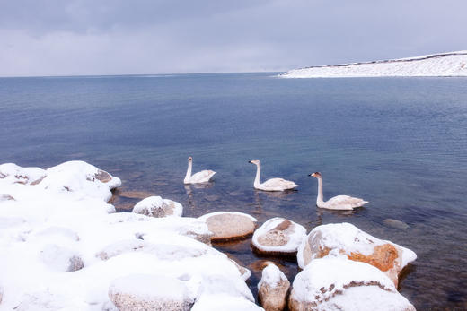 【颂•雪 新疆】冰雪新疆赛里木湖蓝冰，天鹅泉、叼羊、巩乃斯仙境行摄8天 商品图3