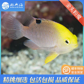 金头粉魔Chrysiptera talboti