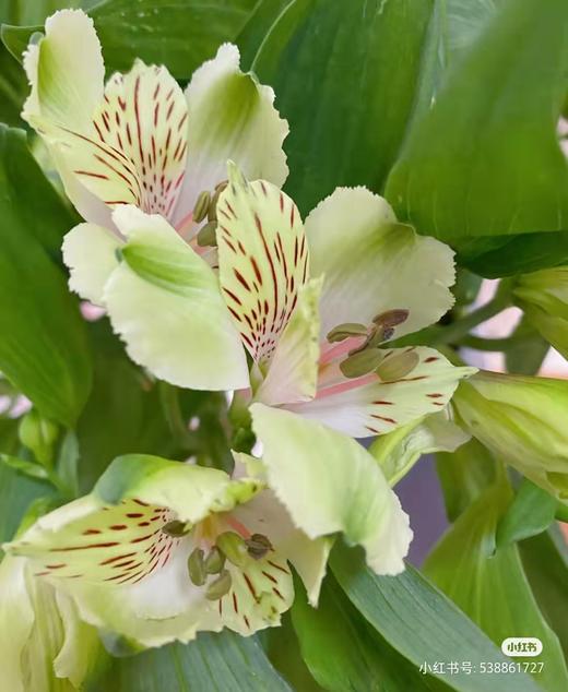 jlrl海盛六出花水仙百合绿色a级1