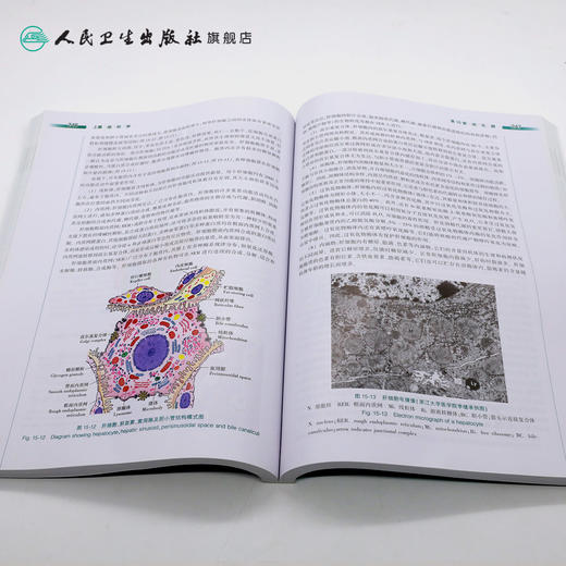 组织学与胚胎学 第3版 李和 李继承 9787117206464 商品图4