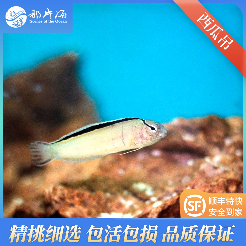 月眉鸳鸯/黑眉虾虎/月眉虾虎Meiacanthus smithii