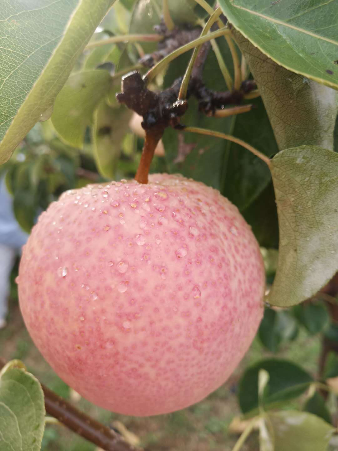 【京津冀包邮】佛见喜梨7斤装左右 约12个 酥脆香甜多汁,果肉细腻