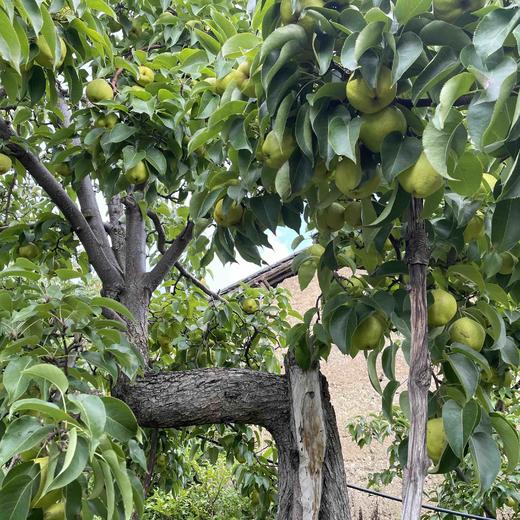 【古树蜂糖梨膏】  宾川秘境百年古树蜂糖梨柴火土灶慢熬而成/不加一滴水/无任何添加/新货顺丰包邮 商品图13