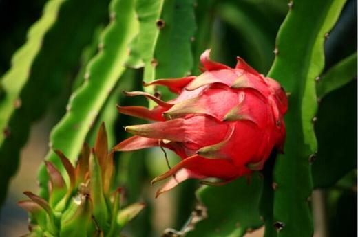 红心火龙果2个/份 商品图3