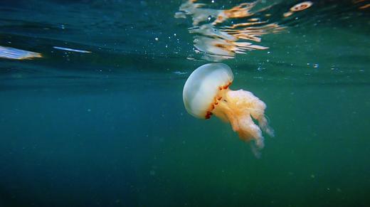 两天一夜东澳岛休闲潜水之旅 商品图6