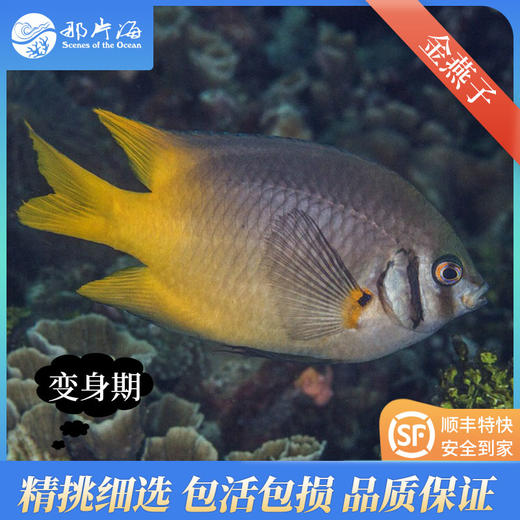 金燕子neoglyphidodon nigroris 商品图1