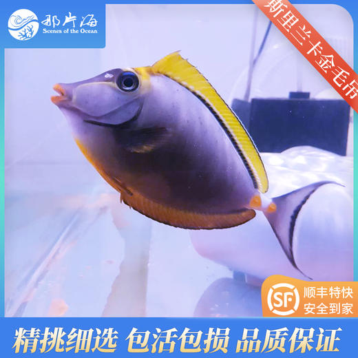 斯里兰卡金毛吊Naso elegans 商品图0