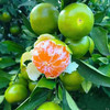 蜜橘2斤左右/份 商品缩略图0