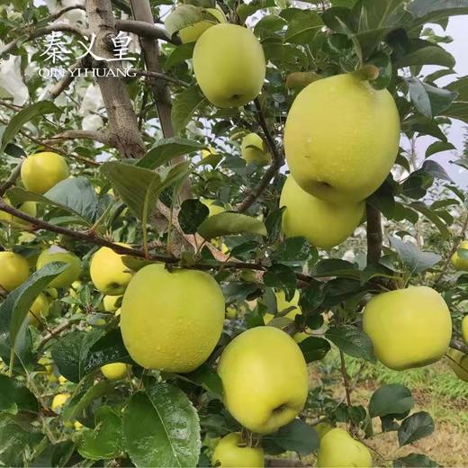秦义皇（瑞雪） 新鲜苹果 今年新果 绿色有机水果 果园直发 商品图2