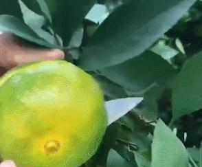 蜜橘2斤左右/份 商品图2