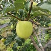 秦义皇（瑞雪） 新鲜苹果 今年新果 绿色有机水果 果园直发 商品缩略图4