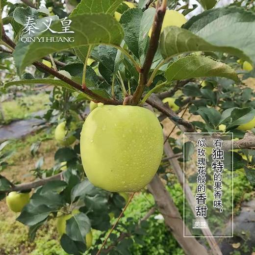 秦义皇（瑞雪） 新鲜苹果 今年新果 绿色有机水果 果园直发 商品图4