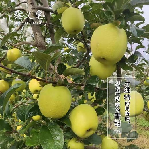 秦义皇（瑞雪） 新鲜苹果 今年新果 绿色有机水果 果园直发 商品图3