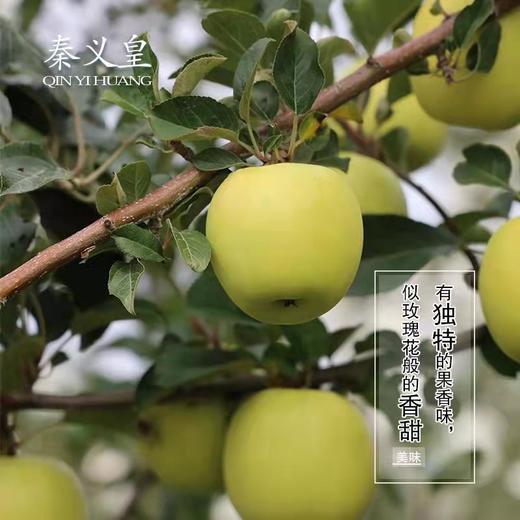 秦义皇（瑞雪） 新鲜苹果 今年新果 绿色有机水果 果园直发 商品图5