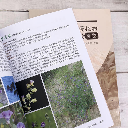 朝阳市外来入侵植物及濒危保护植物图鉴 商品图6