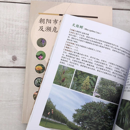 朝阳市外来入侵植物及濒危保护植物图鉴 商品图8