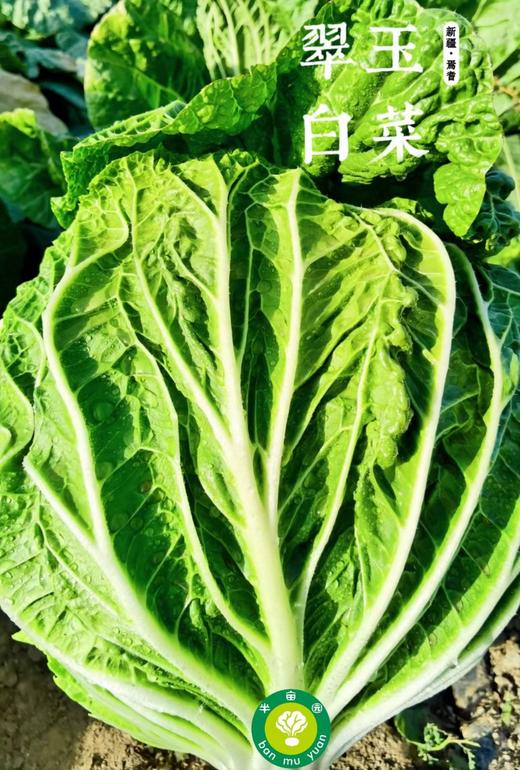 新疆有机翠玉大白菜  霜降白菜 汁白甘甜 卷结紧实 8斤装/颗 商品图2