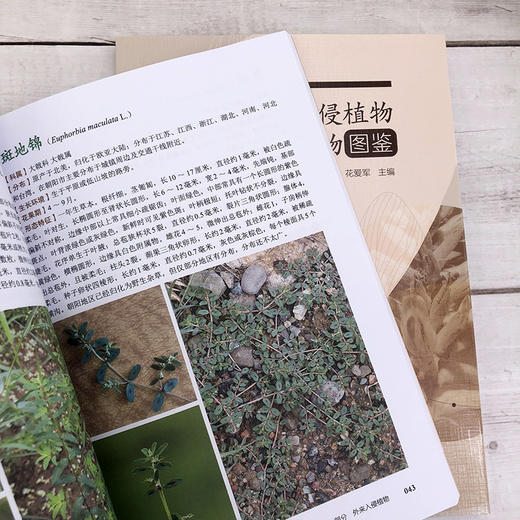 朝阳市外来入侵植物及濒危保护植物图鉴 商品图5