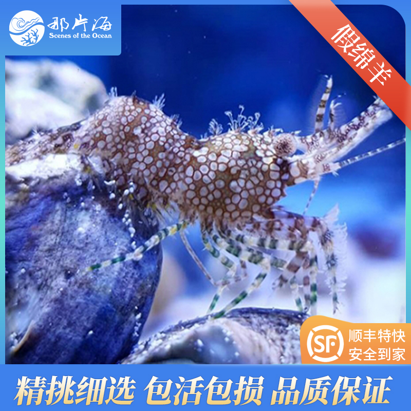 假绵羊Saron marmoratus