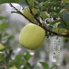 秦义皇（瑞雪） 新鲜苹果 今年新果 绿色有机水果 果园直发 商品缩略图0
