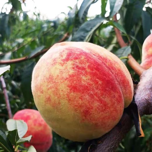 金秋红蜜桃 商品图4