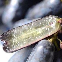 金手指黑提/盒500g 商品图6