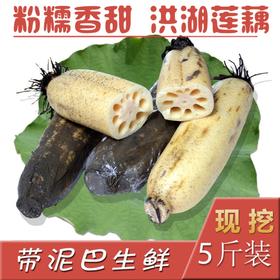 【严选】洪湖现挖带泥新鲜莲藕5斤装（基地直发）