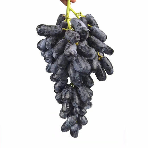 金手指黑提/盒500g 商品图2