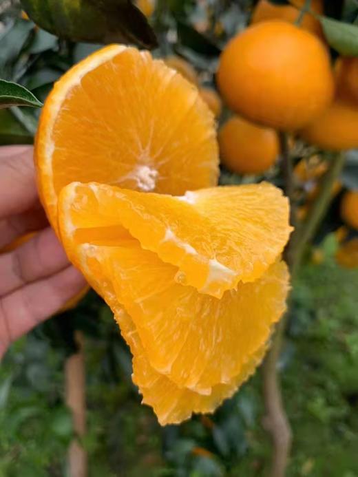 【特别推荐】爱媛38号果冻橙8斤/10斤  皮薄肉厚 果肉细腻 酸甜多汁 可以吸的果冻橙 商品图4