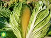 新疆有机翠玉大白菜  霜降白菜 汁白甘甜 卷结紧实 8斤装/颗 商品缩略图1