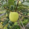 秦义皇（瑞雪） 新鲜苹果 今年新果 绿色有机水果 果园直发 商品缩略图1