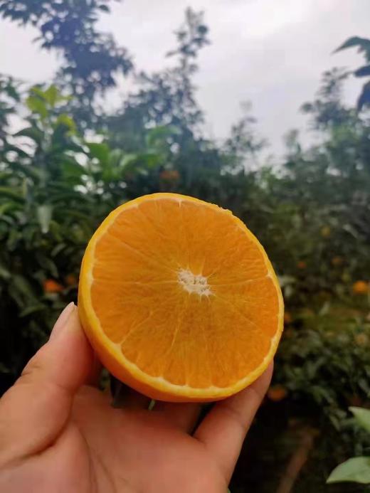【特别推荐】爱媛38号果冻橙8斤/10斤  皮薄肉厚 果肉细腻 酸甜多汁 可以吸的果冻橙 商品图7