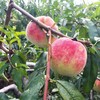 金秋红蜜桃 商品缩略图3