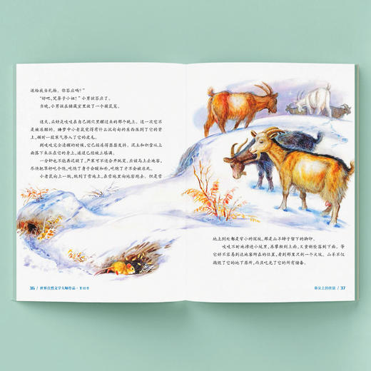 《世界自然文学大师作品·美绘本：大自然里的故事》（共五册） 商品图4