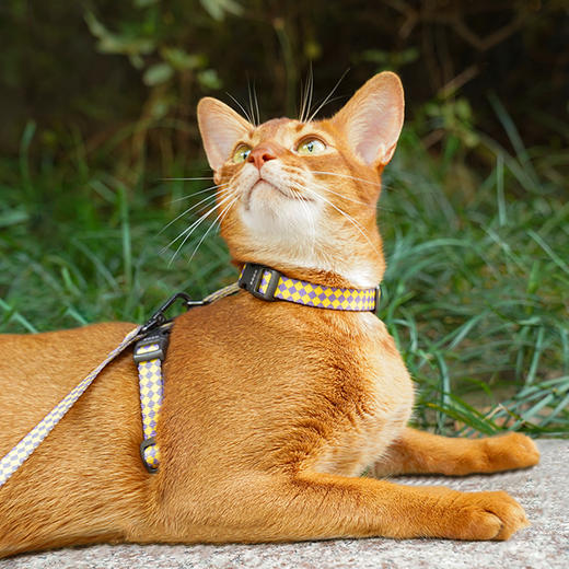 zeze宠物牵引绳-B 商品图2