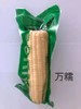 【食品酒水】东北玉米黏玉米批发黄糯玉米真空包装水煮玉米 商品缩略图1