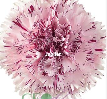 哥康-【Jupiter】 商品图0