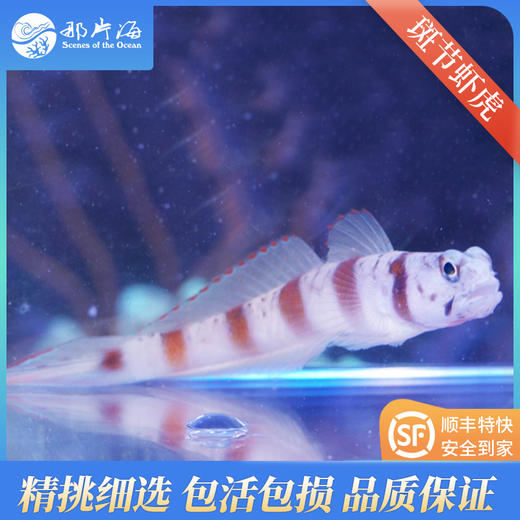 斑节虾虎Amblyeleotris steinitzi 商品图0