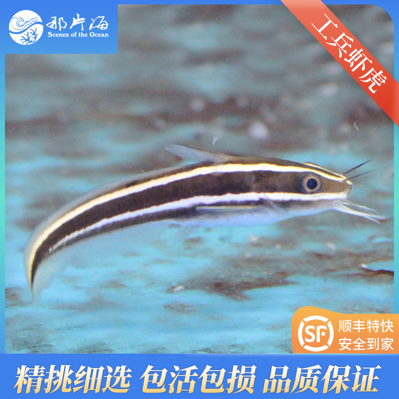 工兵虾虎/猫须虾虎