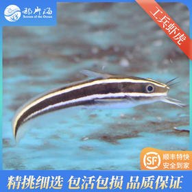 工兵虾虎/猫须虾虎