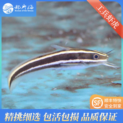 工兵虾虎/猫须虾虎 商品图0