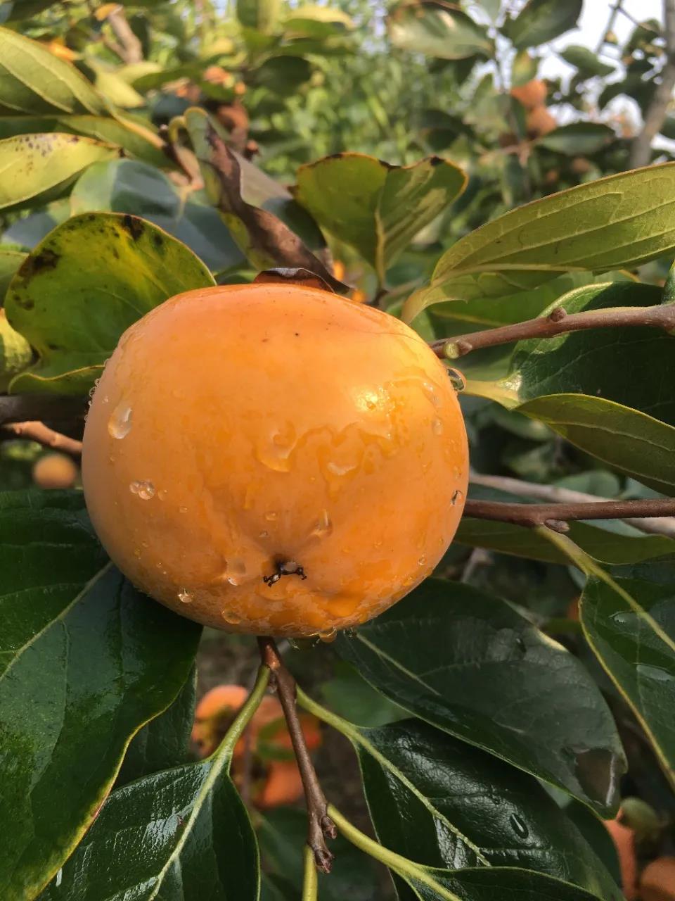 爆款秒杀!陕西阳丰脆柿 外观艳丽迷人,5斤仅售26.