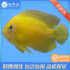 黄新娘centropyge heraldi