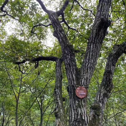 云南百年老树老品种 紫核桃 5斤/箱 商品图5