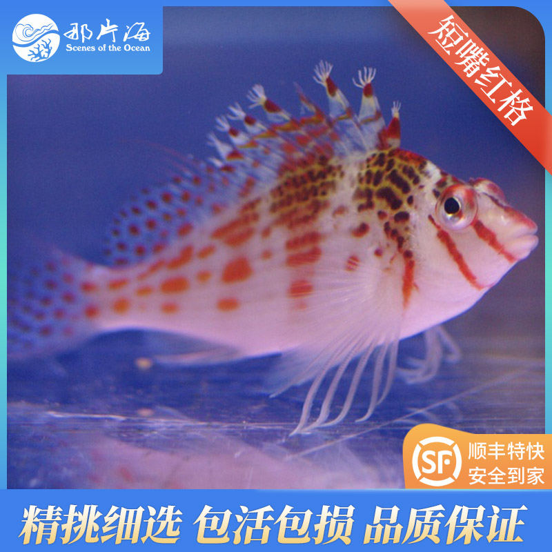 短嘴红格/荔枝鹰 Cirrhitichthys falco