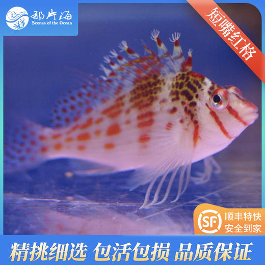 短嘴红格/荔枝鹰 Cirrhitichthys falco 商品图0