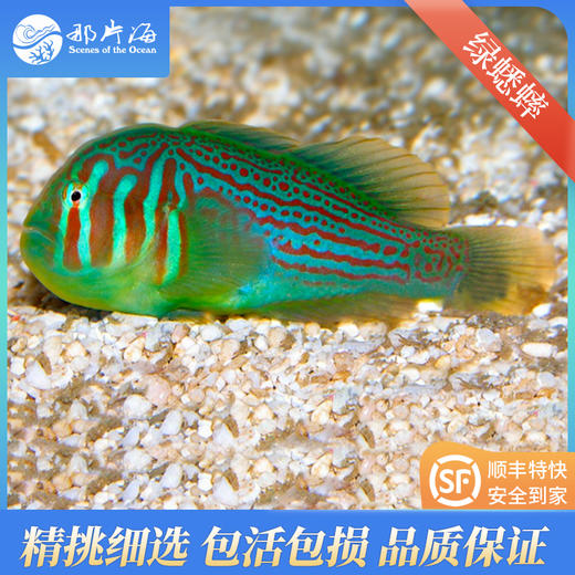 绿蟋蟀Gobiodon atrangulatus 商品图0